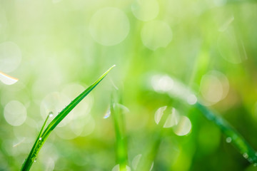 Green grass on meadow field with drops of water. Abstract green natural background.