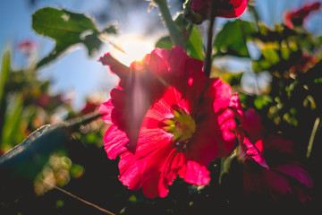 Backlit pink poppies between green leaves and branches and sun light rays
