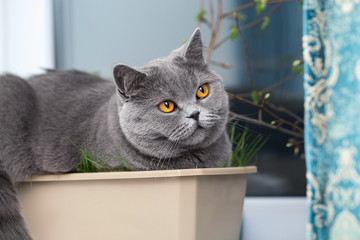 Adorable grey cat sitting in a flower pot, cat habits at home, funny pet behavior