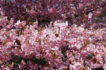 河津桜のイメージ