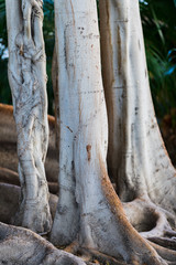 Naklejka premium Huge Ficus in Canalejas Park. Alicante. Spain