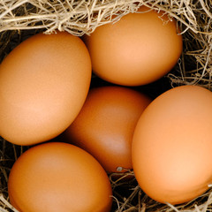nest with raw chicken eggs on wooden background
