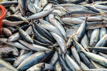 Bundle of tuna sea fish sell in fresh market