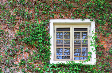 Fototapeta na wymiar Creeping fig on brown brick wall with white window