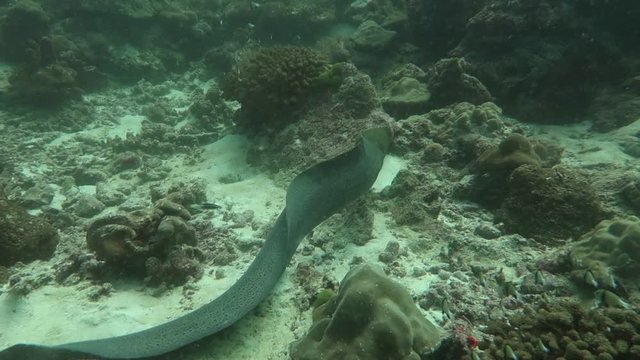 Big giant moray eel swim between coral 