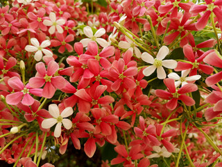 Rangoon creepers thai small pink and white blossom  Quisqualis indica flower plants