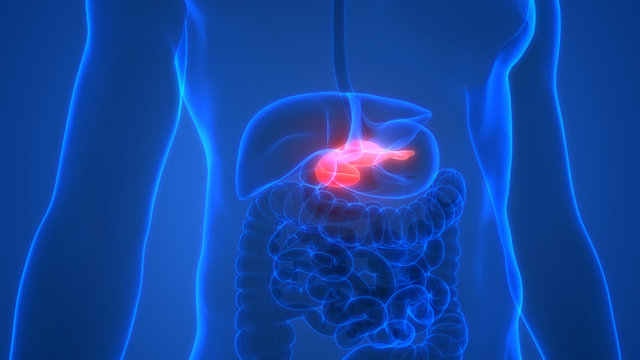 Human Internal Organ of Digestive System Pancreas Anatomy X-ray 3D rendering