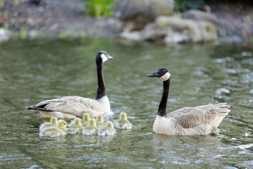 Obraz premium Canada Geese and Goslings Showing Formation. Palo Alto, California, USA.