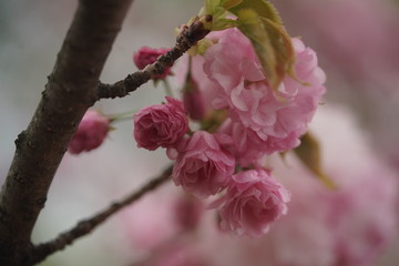 枝垂桜