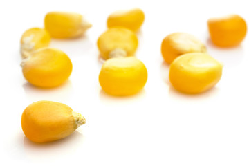 Macro kernel corn for popcorn isolated on white background. Kernel grain yellow seeds. Natural cereal food or agricultural product concept.