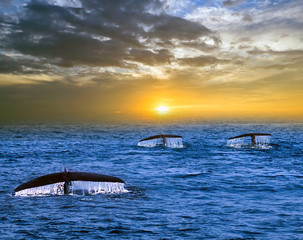 Humpback family whales tail splash and the drop does fall water in background blue sky Ceylon, Sri...