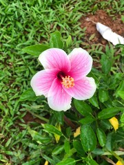 pink flower in the garden