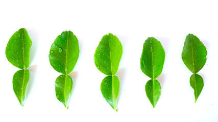 Fresh kaffir lime leaves on white background,Water drop on  kaffir lime leaves.