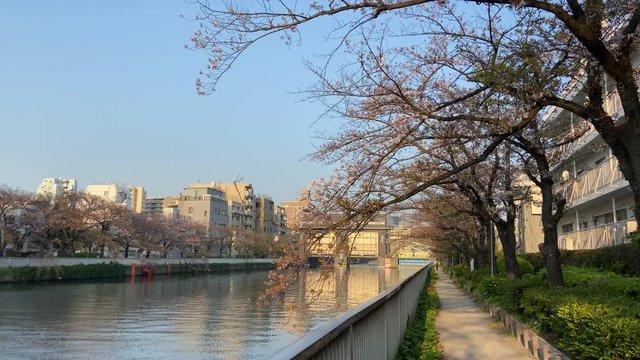 小名木川　葉桜