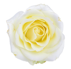 white roses  isolated on white background