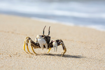 Crab