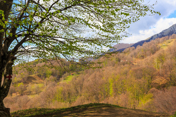 Fototapeta premium Pastoral rural scenery in spring, in Eastern Europe