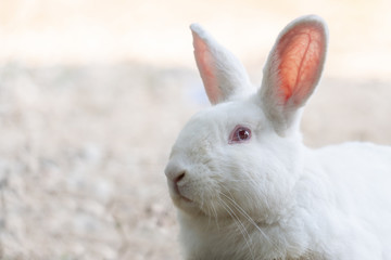 White rabbit outdoors.Close up bunny rabbit in agriculture farm.Rabbits are small mammals in the family Leporidae