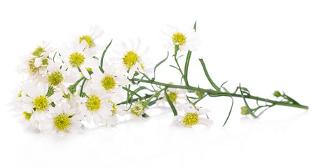 White cutter flower on white background.