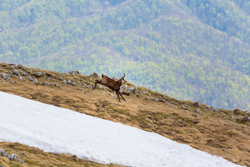 Wild mountain goat in the Transylvanian Alps in spring