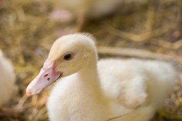 Cute duckies in their nest. Yellow ducklings on hay.Duck is numerous species in the waterfowl family.Tiny Baby Ducklings hatchling in agriculture farming