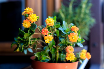 Bright orange blooming kalanchoe flower in brown plastic pot. open window in background. Growing plants at home closeup. Colourful spring flowers with green leaves. Morning daylight floral composition