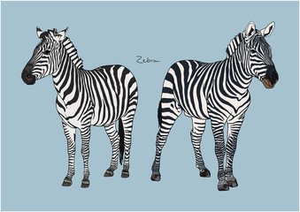 Fototapeta na wymiar Vector Illustration of cute Zebra