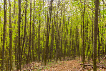 Obraz premium Beautiful aligned birch trees in the forest, with fresh green foliage, in spring
