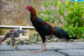 the chicken walks in search of some organic food.