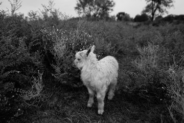 white goat in the meadow