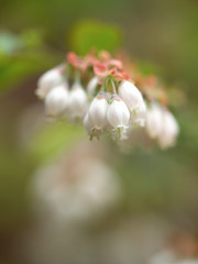 ブルーベリーの花