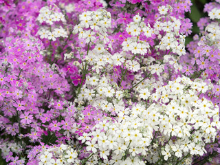 Fototapeta premium プリムラの花