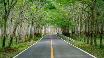 Naklejka premium The road through the Rubber tree plantation.