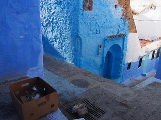 The cat in the cardboard box, Chaouen (Chefchaouen), Morocco