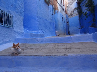 Cat resting in the old town surrounded by blue exterior walls, Chaouen (Chefchaouen), Morocc