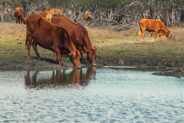 Vacas tomando agua en un lago