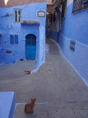 Cat resting in the old town surrounded by blue exterior walls, Chaouen (Chefchaouen), Morocc