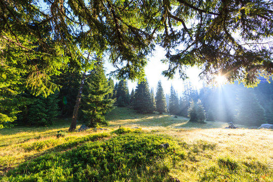 Fresh scenery in a mountain forest with beautiful rays at sunrise © Calin Tatu