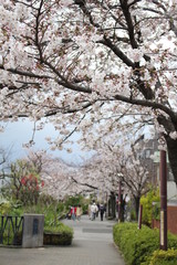 Naklejka premium sakura