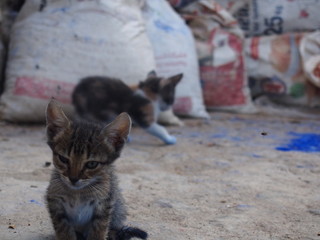 Cats playing with blue-colored powder, Chaouen (Chefchaouen), Morocco
