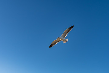 Seagull flying with wings wide open against a blue sky background