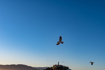 Scenic view of the San Francisco Bay with flying Sea gull, islands and Alcatraz