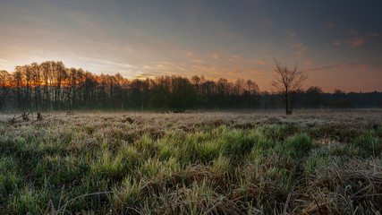 Polana o wschodzie słońca, pokryta poranną rosą, szronem. © Arkadiusz Baczyk
