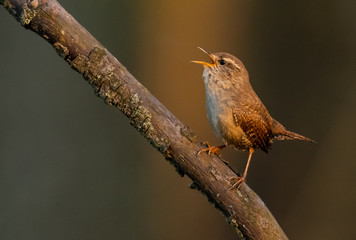 Strzyżyk (Troglodytes troglodytes) śpiewający na gałęzi. © Arkadiusz Baczyk