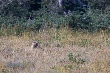 Gehen Sie das Murmeltier, das im hohen braunen Gras auf dem Berg liegt © Taya
