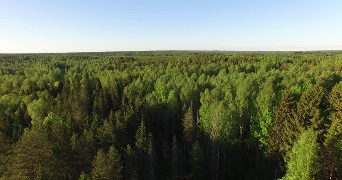 4K aerial bright summer day high quality video footage of lush bright green panoramic woods and pristine forest river in rural countryside in Yaroslavl region of Russia