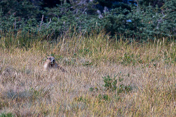 Obraz na płótnie Canvas walk marmot laying in tall brown grass