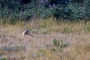 Gehen Sie Murmeltier, das in hohes braunes Gras legt © Taya