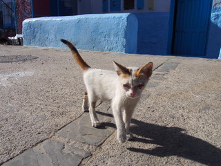 A small cat coming towards us, Chaouen (Chefchaouen), Morocco