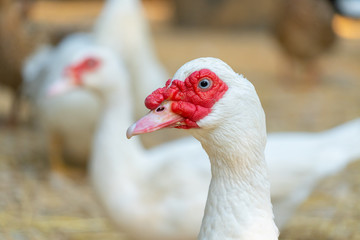 Muscovy duck (Cairina moschata) is a large duck native to Mexico and Central and South America.It is bred for meat, feathers and eggs, as pets